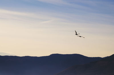 Silhouette of birds flying in sky