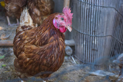 Raise chickens to eat eggs in small farms.