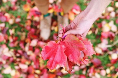 Close-up of hand holding maple leaves