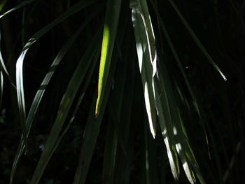 Close-up of wet plants at night