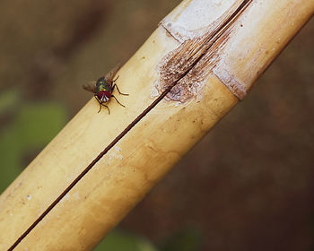 High angle view of bee on wood