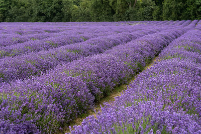 Purple flowering plants on field