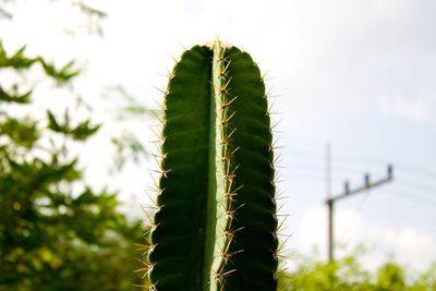 Close-up of cactus plant against sky