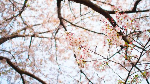 Low angle view of cherry blossom tree