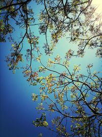 Low angle view of tree against sky