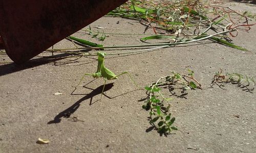 High angle view of lizard on plant