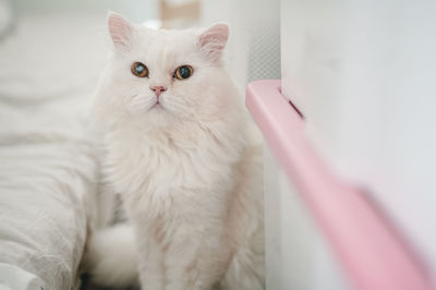 Portrait of white cat