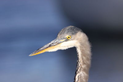 Close-up of a bird