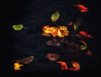 Leaves in autumn