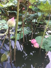 Close-up of lotus water lily in lake