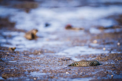 Fish at lakeshore