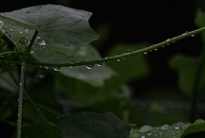 Close-up of water drops on plant