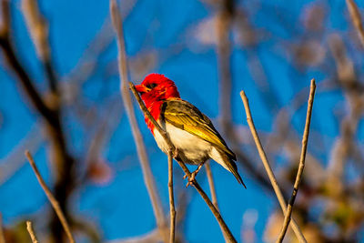 Close-up of a bird perching on branch