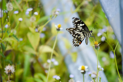 Close-up of butterfly pollinating on flower