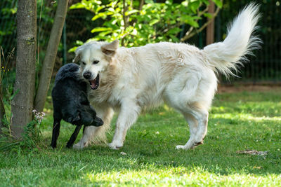 Full length of a dog running on grass