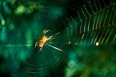 Close-up of spider web