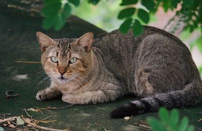 Portrait of a cat resting