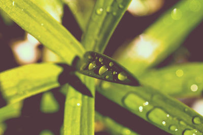 Close-up of water drops on leaf