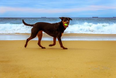 Portrait of dog standing on beach