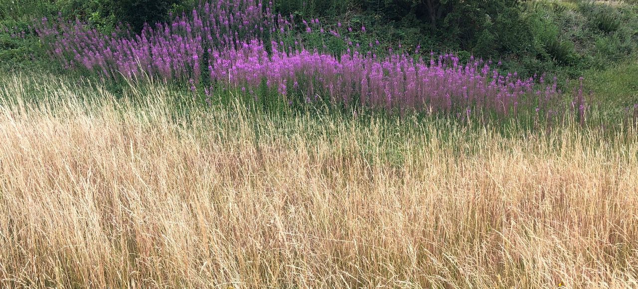 plant, flower, growth, flowering plant, beauty in nature, field, land, purple, nature, tranquility, no people, landscape, lavender, day, tranquil scene, vulnerability, grass, scenics - nature, freshness, fragility, outdoors, flowerbed