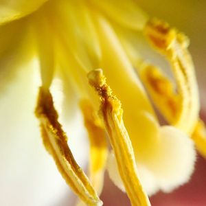 Close-up of yellow flower