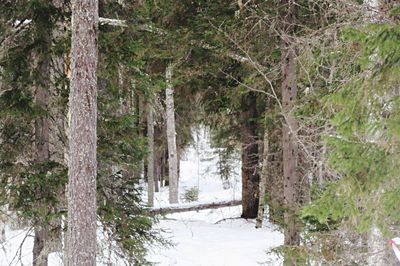 Trees in forest during winter