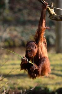 Close-up of orangutan on branch