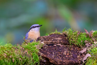 Nuthatch, sitta europaea, perched behind a moss covered log