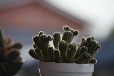 Close-up of succulent plant