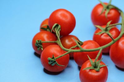 Close-up of tomatoes against blue background