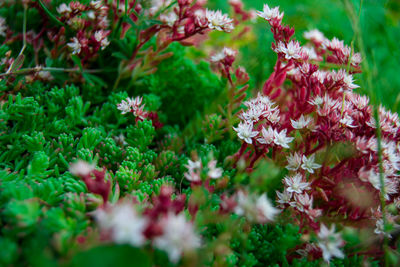 Close-up of plants