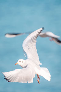 Close-up of seagull flying against sky