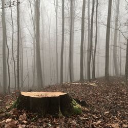 Trees in forest