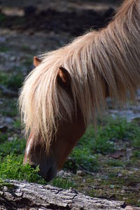 Horse standing on a field