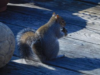 Close-up of cat on wood