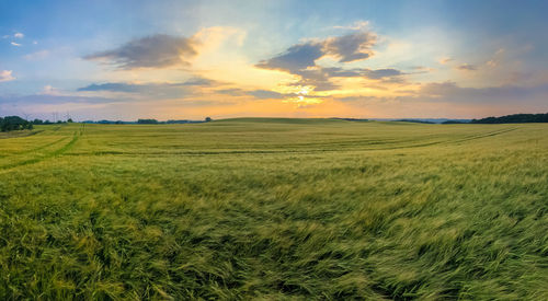 Scenic view of agricultural field against sky during sunset