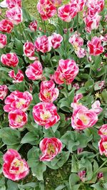 Full frame shot of pink flowers