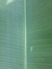 Full frame shot of green leaf