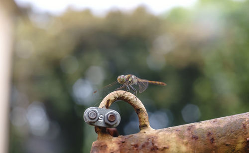 Close-up of dragonfly on rusty metal