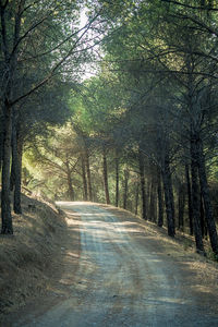 Road amidst trees in forest