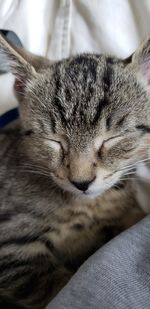 Close-up of cat sleeping