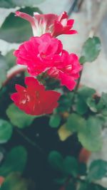 Close-up of red flowers blooming outdoors