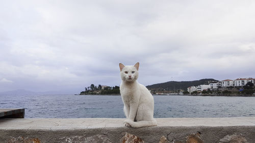 Cat looking at sea against sky