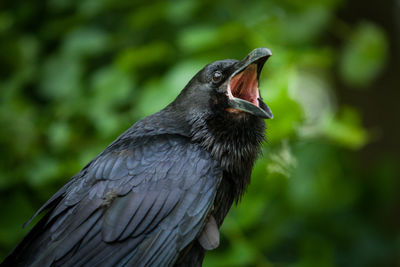 Close-up of a bird