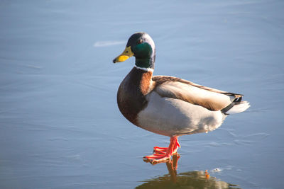 View of a duck in lake