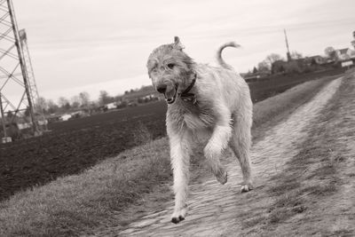 Dog walking on landscape against sky