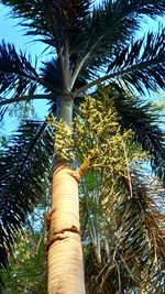 Low angle view of palm tree against sky