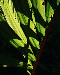 Plant growing in the dark