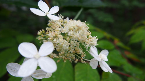 Close-up of white flowers blooming outdoors