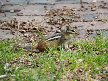 Squirrel on ground